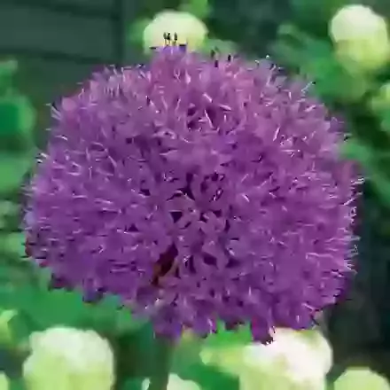 Purple Sensation